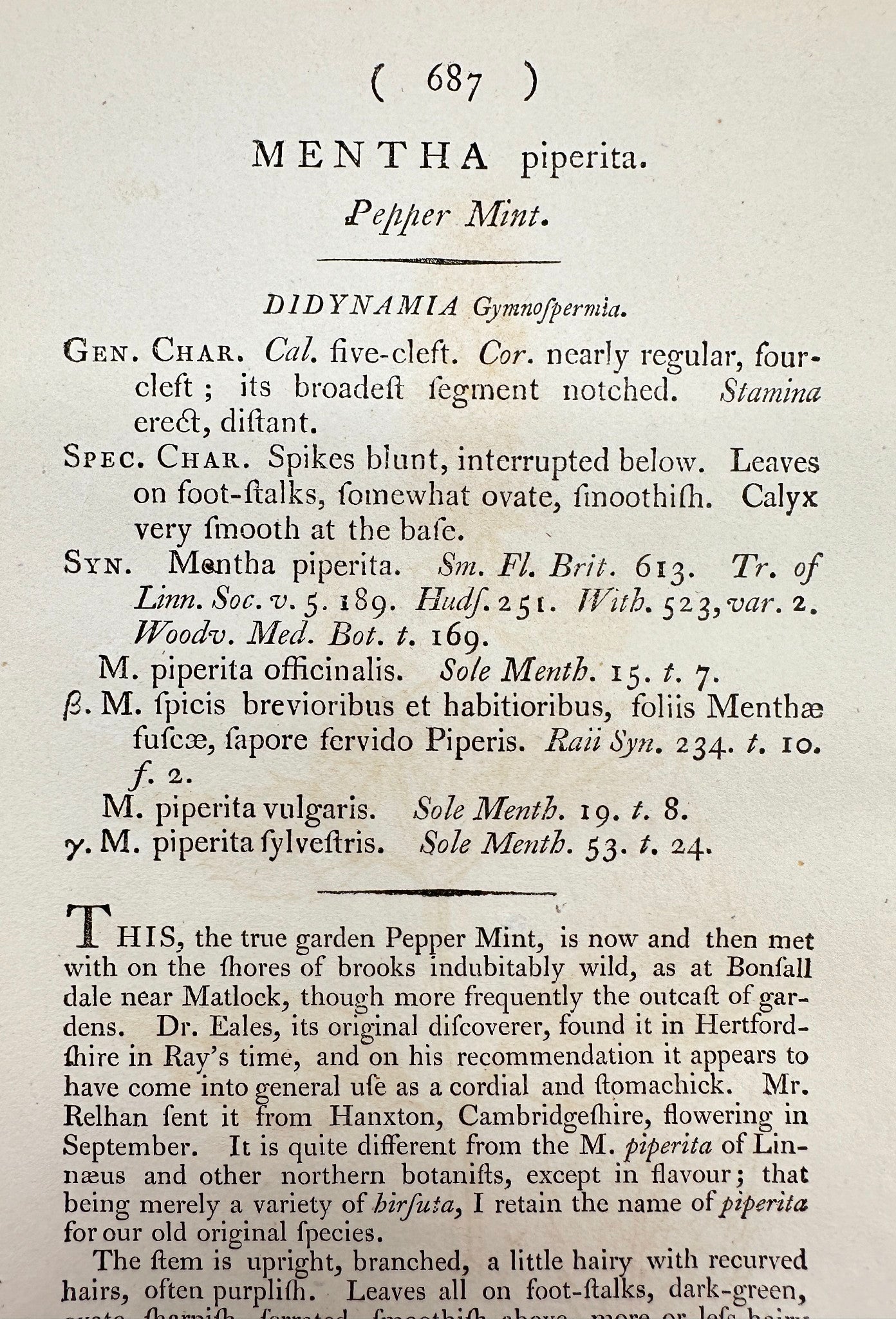 Antique Botanical Print - James Sowerby - Mentha Piperita - Pepper Mint - F1