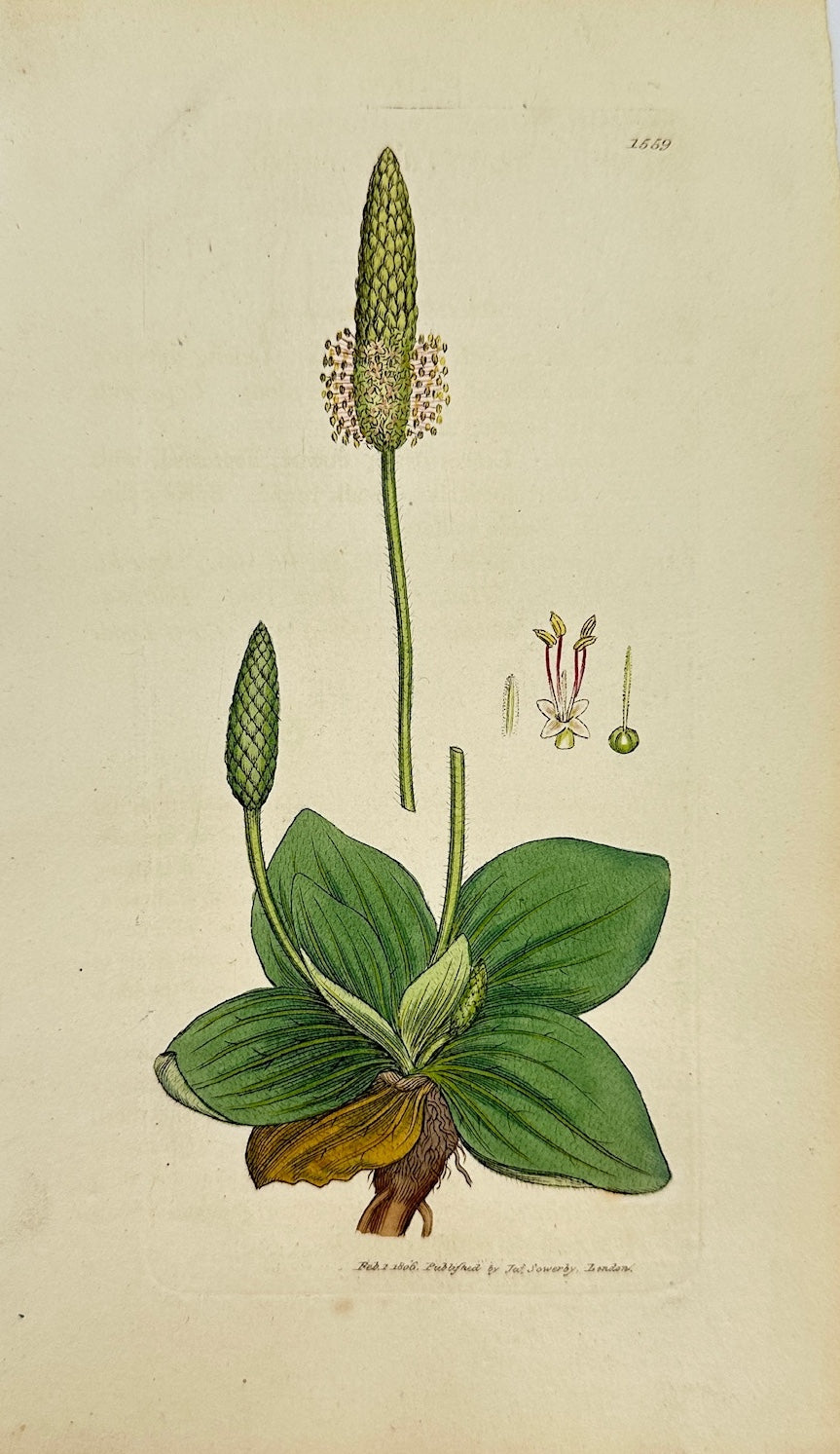 Antique Botanical Print - James Sowerby - Plantago Media - Hoary Plantain - F1
