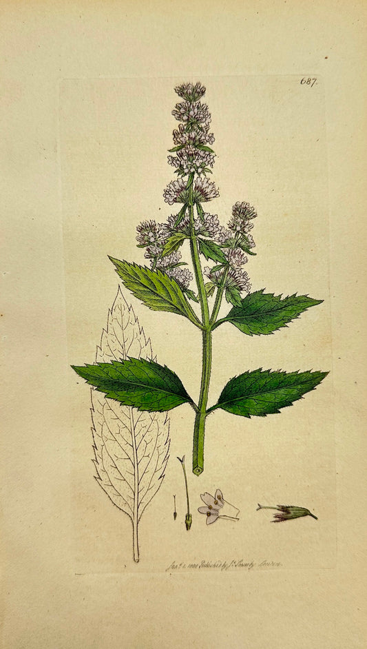 Antique Botanical Print - James Sowerby - Mentha Piperita - Pepper Mint - F1