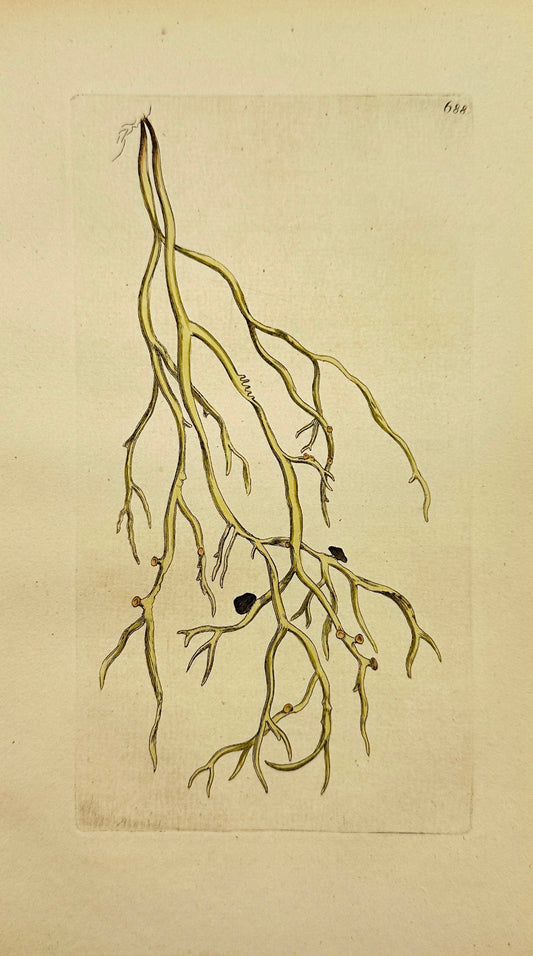 Antique Print - James Sowerby - Lichen Fecopulorum - Ivory Rock Lichen - F1