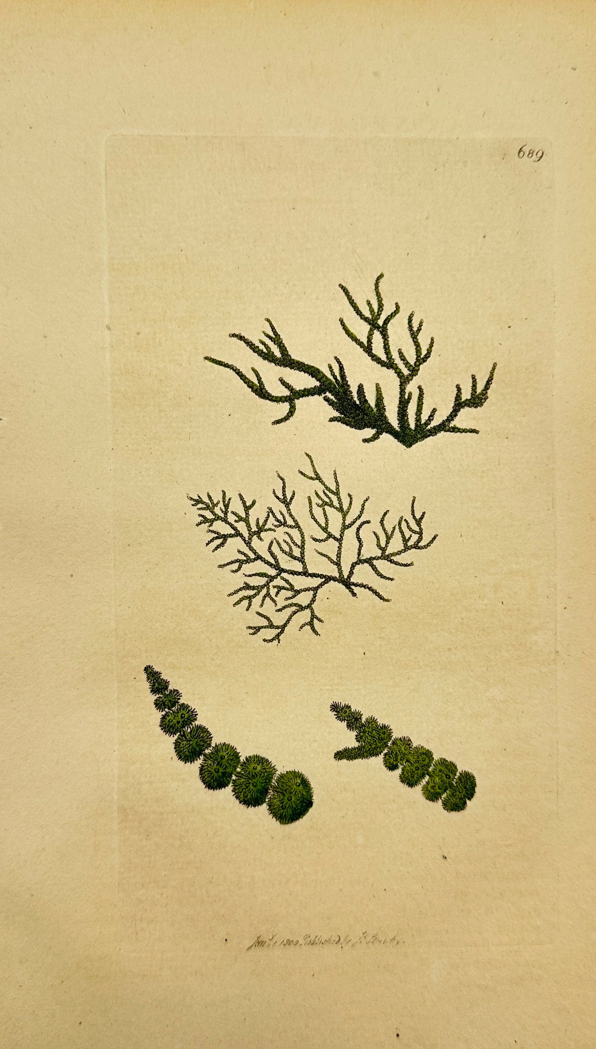 Antique Print - James Sowerby - Conferva Gelatinosa - Frog-Spawn Conferva - F1