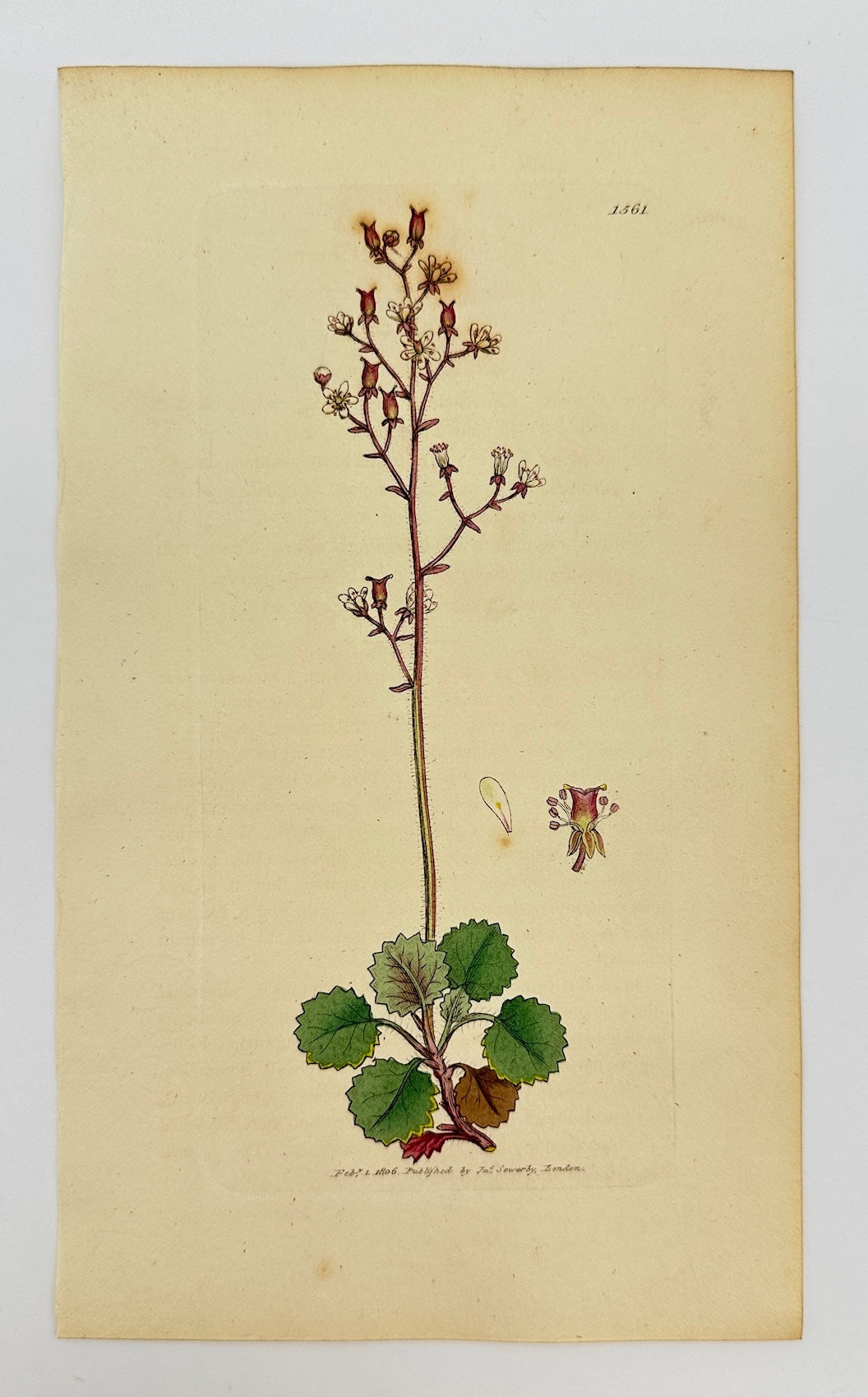 Antique Print - James Sowerby - Saxifraga Geum - Kidney-leaved Saxifrage - F1