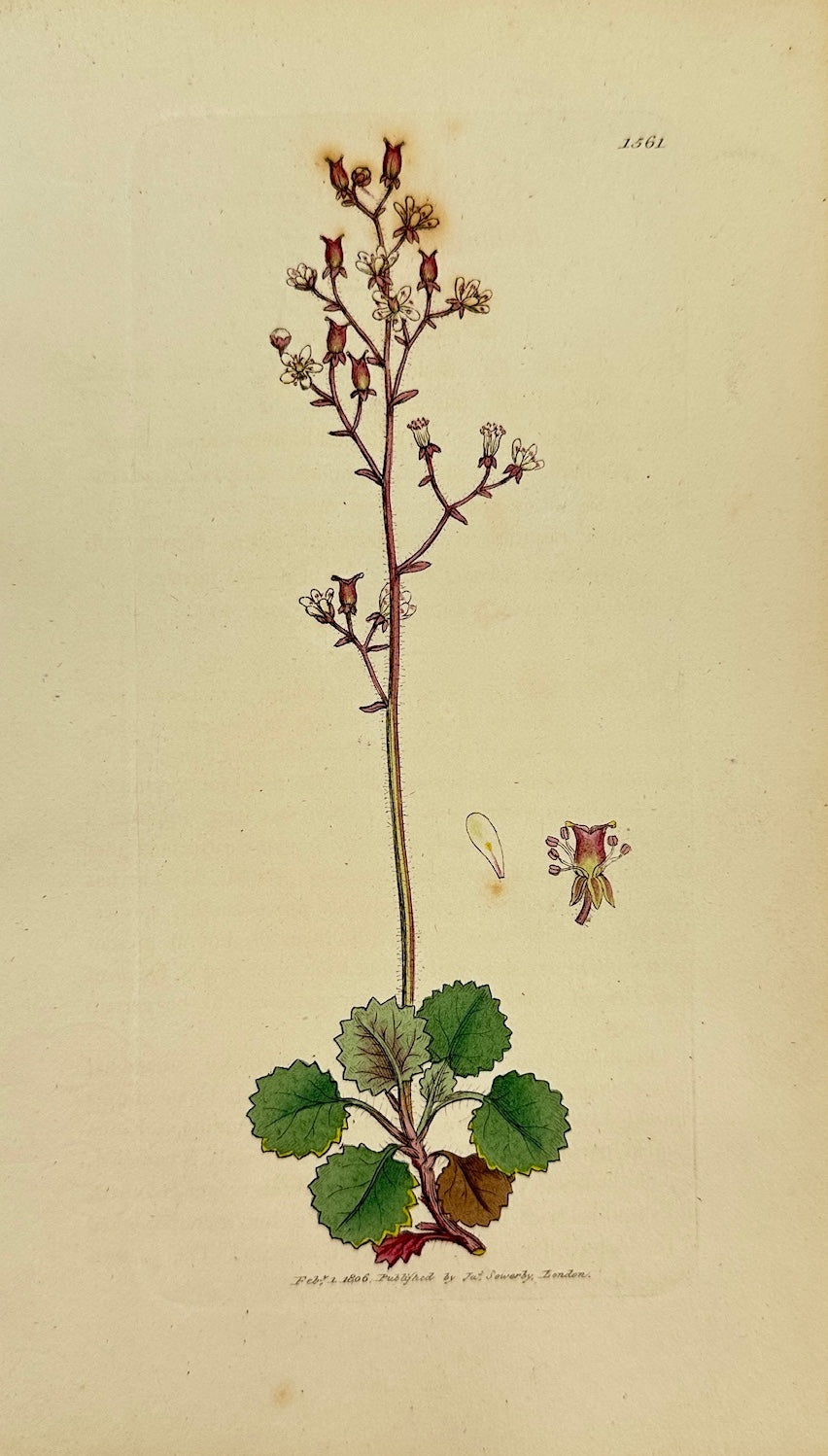 Antique Print - James Sowerby - Saxifraga Geum - Kidney-leaved Saxifrage - F1