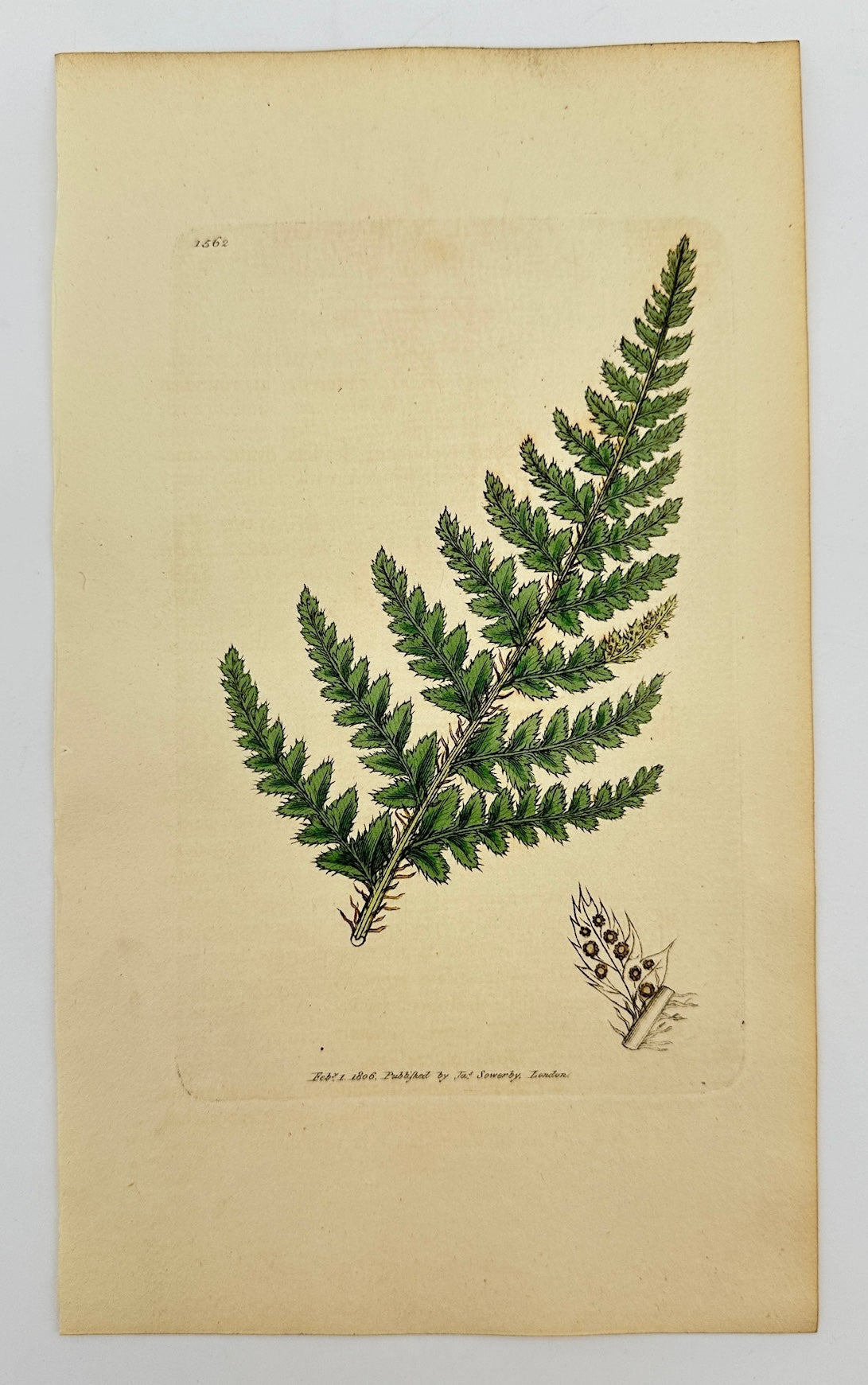 Antique Print - Sowerby - Aspidium Aculeatum - Common Prickly Shield-fern - F1