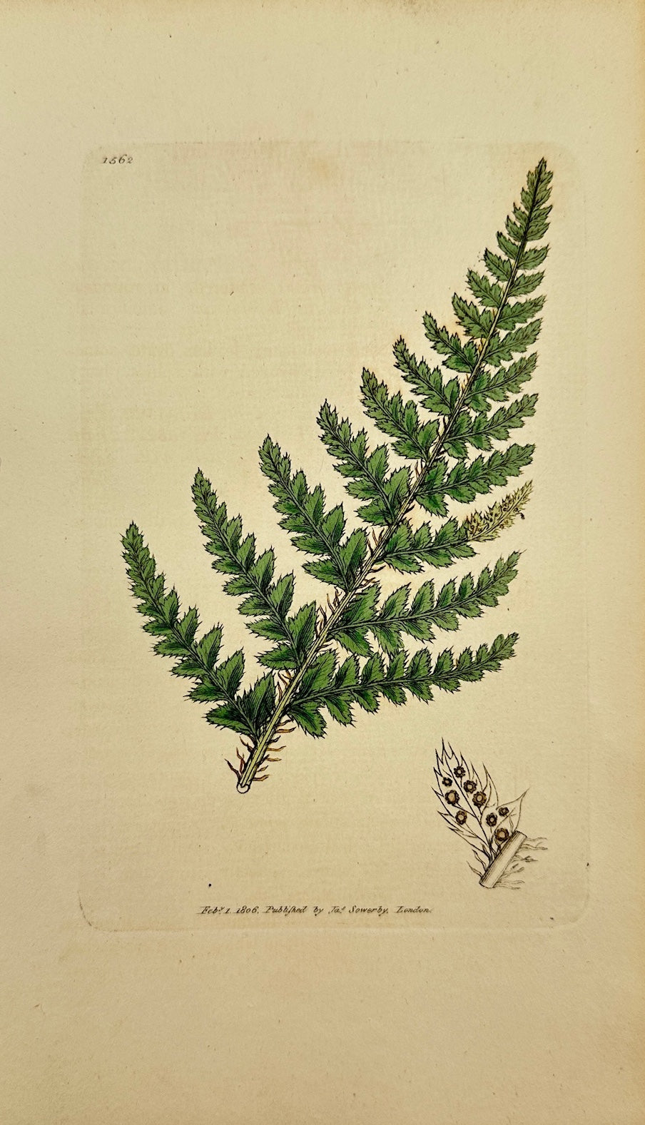 Antique Print - Sowerby - Aspidium Aculeatum - Common Prickly Shield-fern - F1