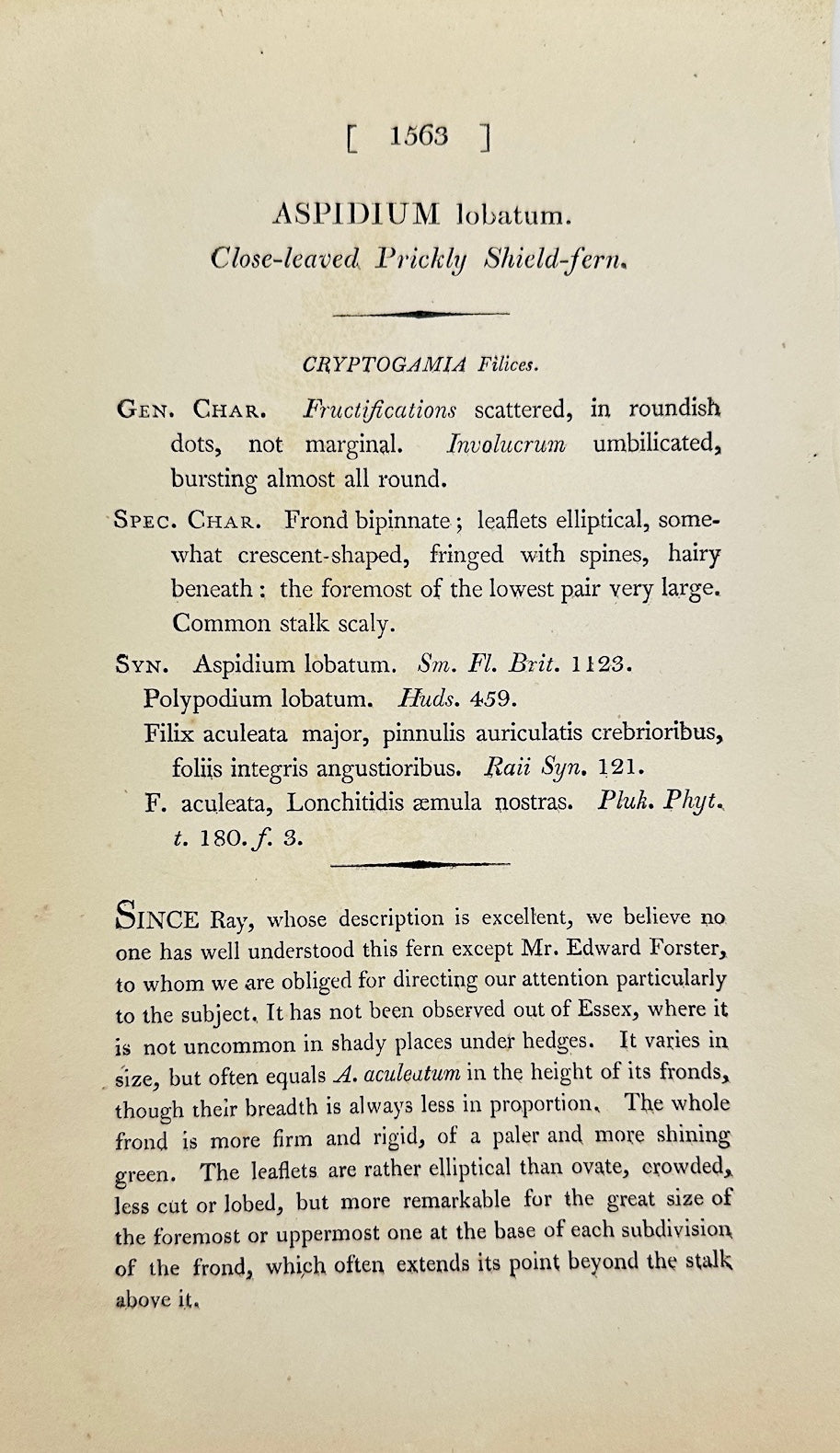 Antique Print - James Sowerby - Aspidium Lobatum - Lobed Shield Fern - F1