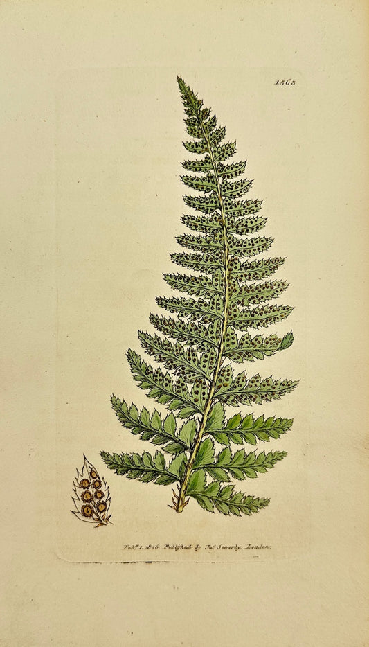 Antique Print - James Sowerby - Aspidium Lobatum - Lobed Shield Fern - F1