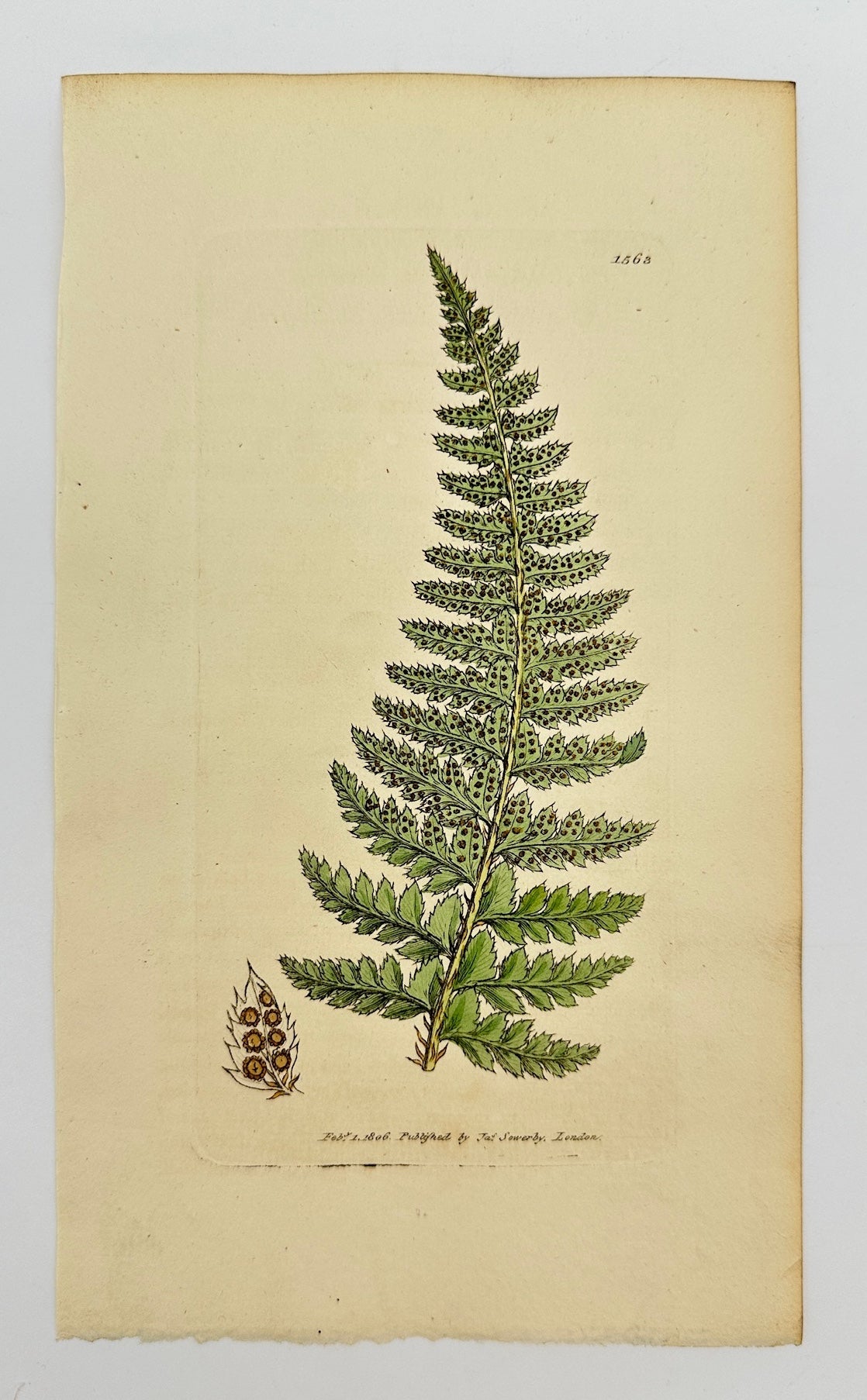 Antique Print - James Sowerby - Aspidium Lobatum - Lobed Shield Fern - F1