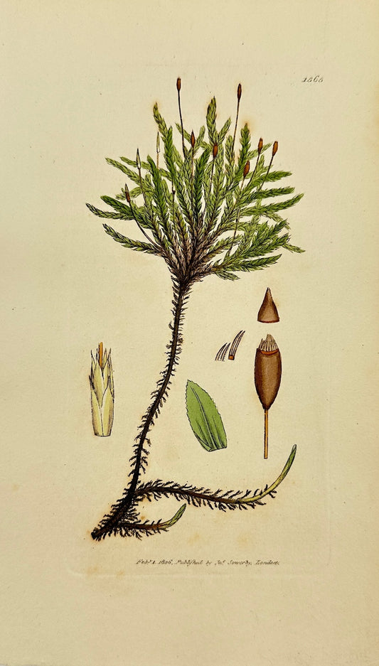 Antique Print - Sowerby - Hypnum Dendroides - Tree-shaped Feather-moss - F1