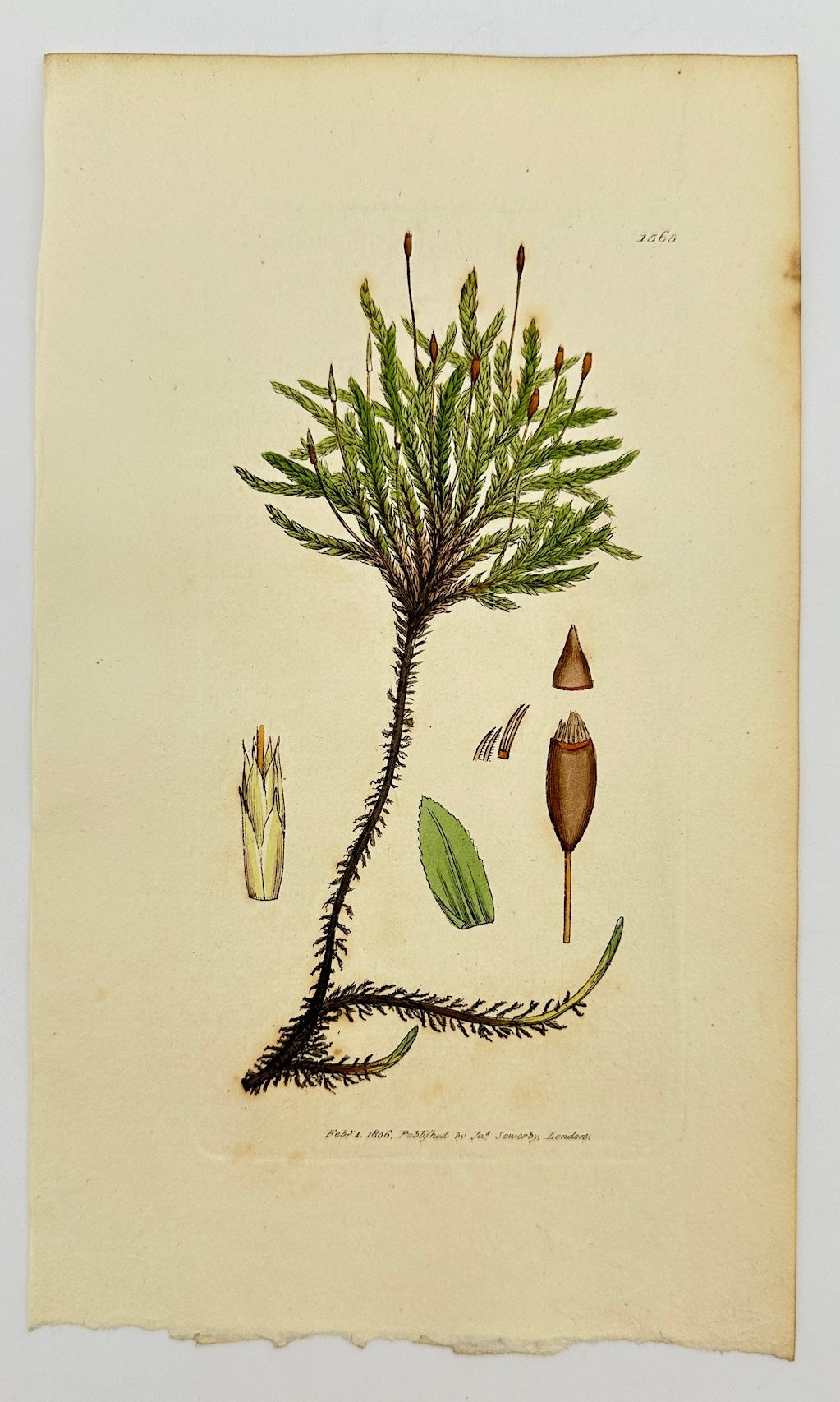 Antique Print - Sowerby - Hypnum Dendroides - Tree-shaped Feather-moss - F1