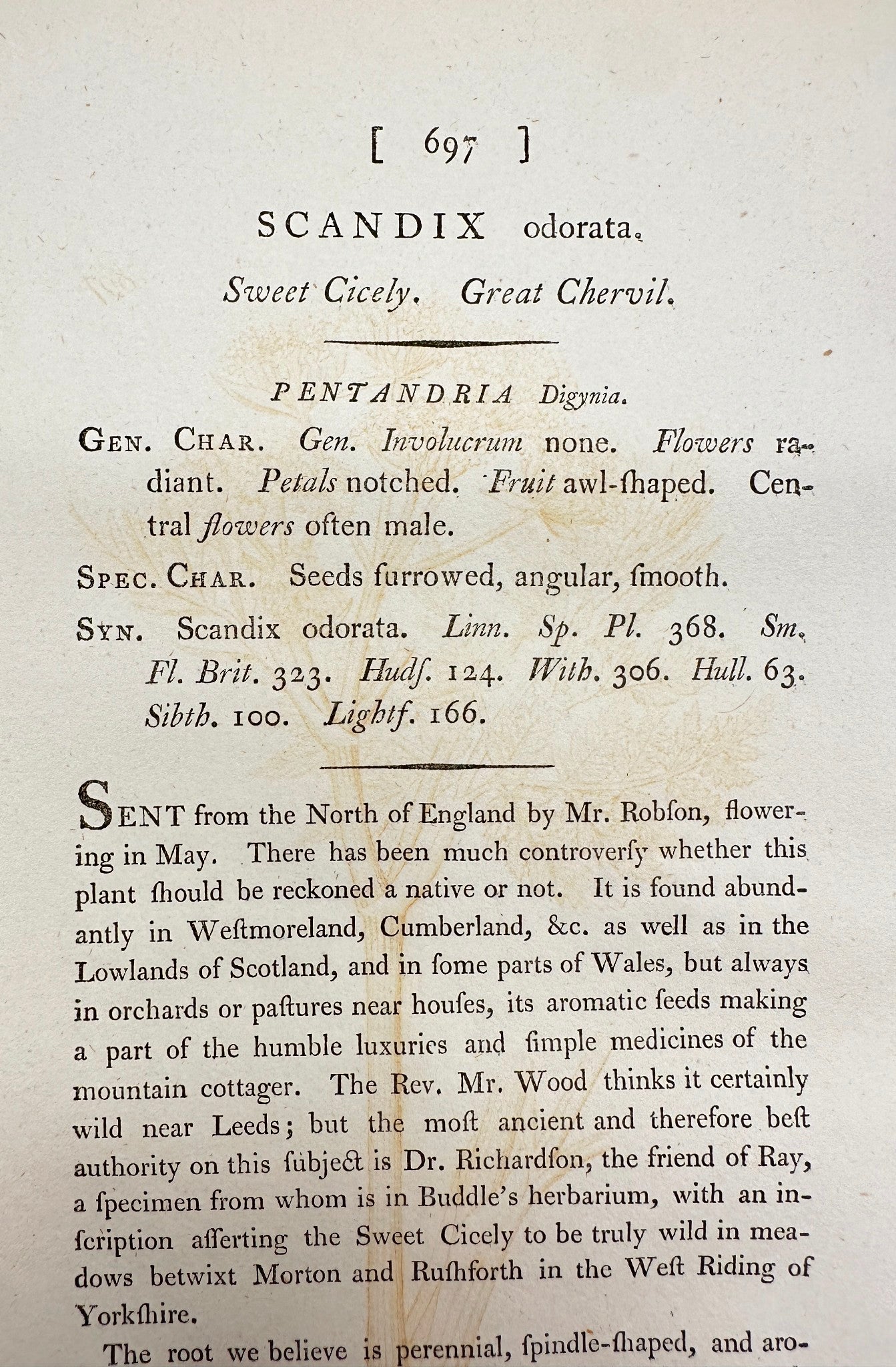 Antique Botanical Print - James Sowerby - Scandix Odorata - Sweet Cicely - F1