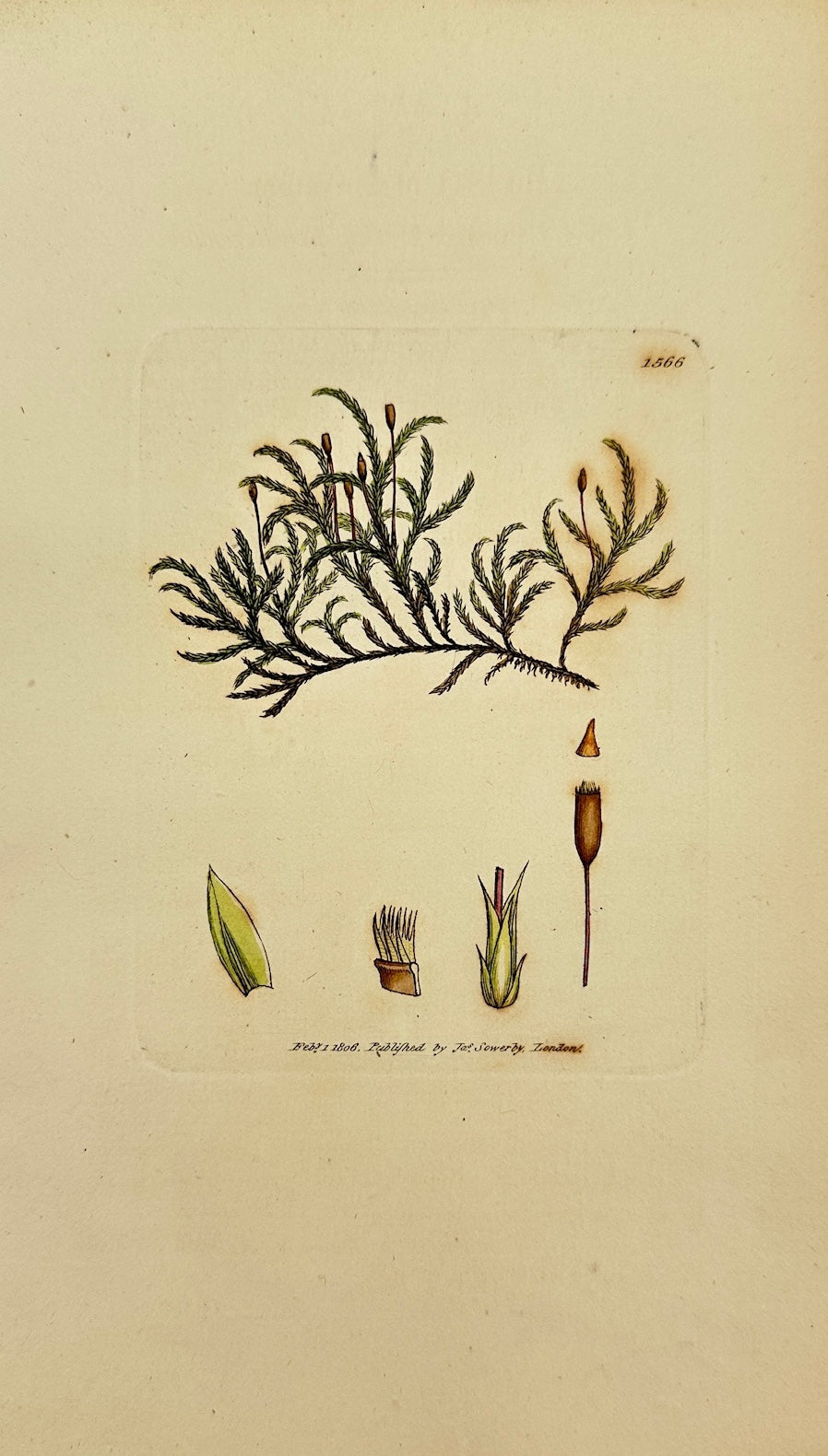 Antique Print - James Sowerby - Hypnum Curvatum - Curved Feather Moss - F1