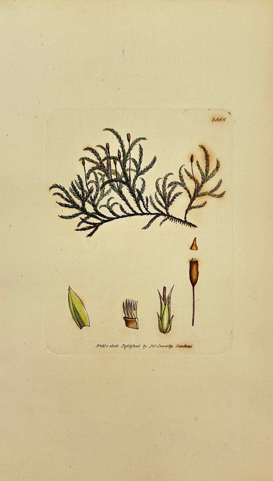Antique Print - James Sowerby - Hypnum Curvatum - Curved Feather Moss - F1