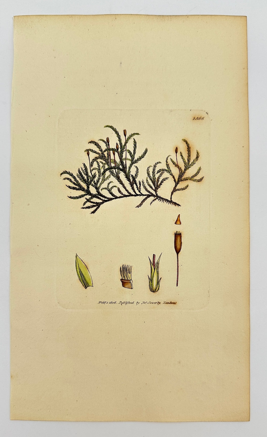 Antique Print - James Sowerby - Hypnum Curvatum - Curved Feather Moss - F1