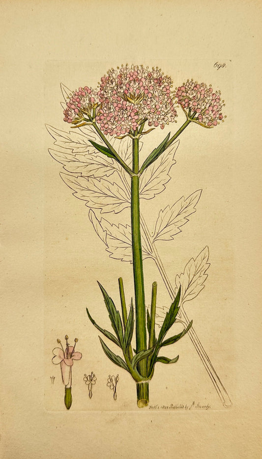 Antique Print - James Sowerby - Valeriana Officinalis - Great Wild Valerian - F1