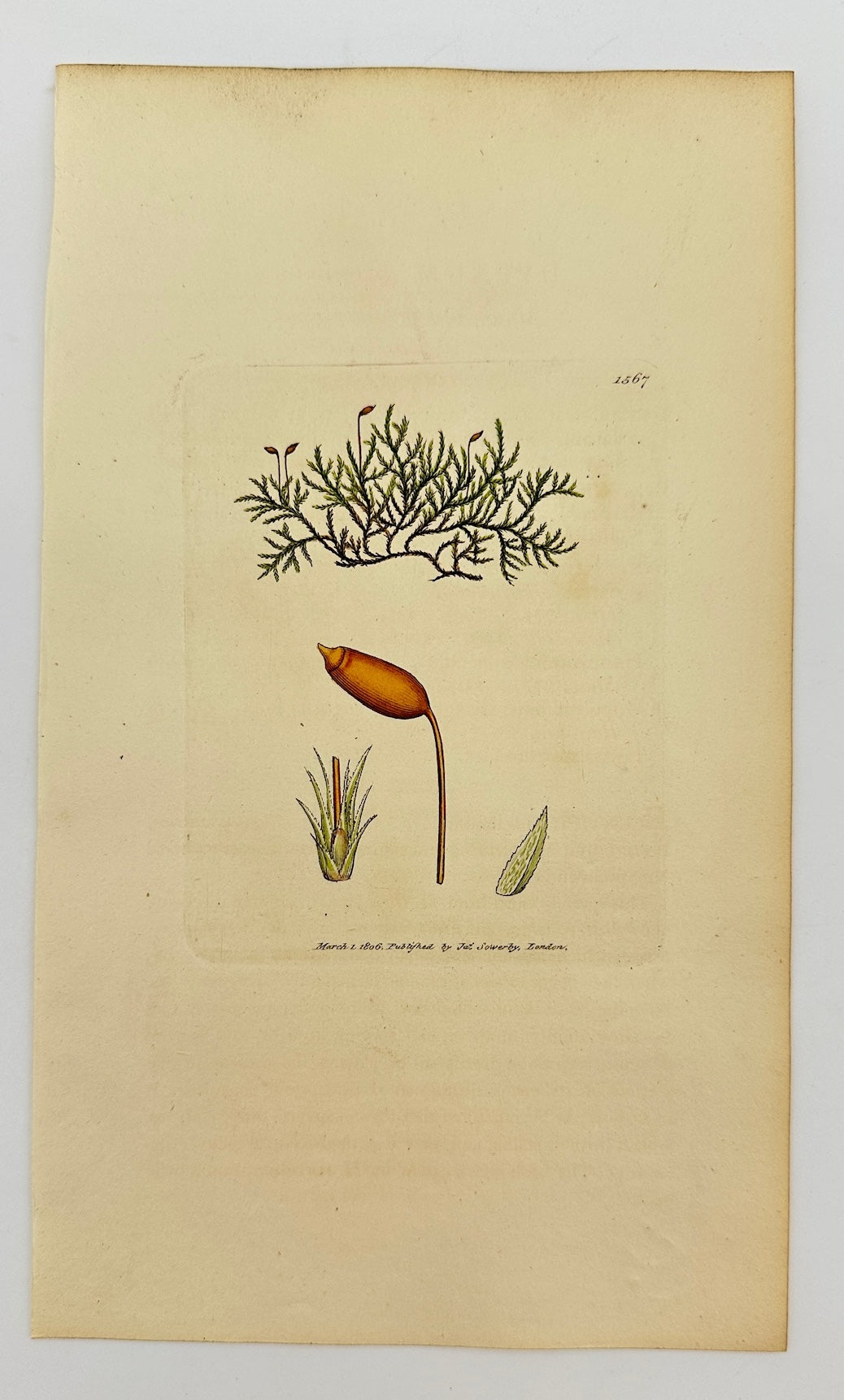 Antique Print - Sowerby - Hypnum Myosuroides - Mouse-tail Feather-moss - F1