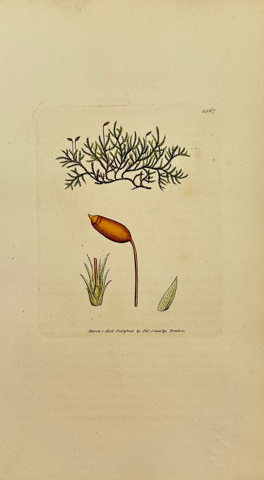 Antique Print - Sowerby - Hypnum Myosuroides - Mouse-tail Feather-moss - F1