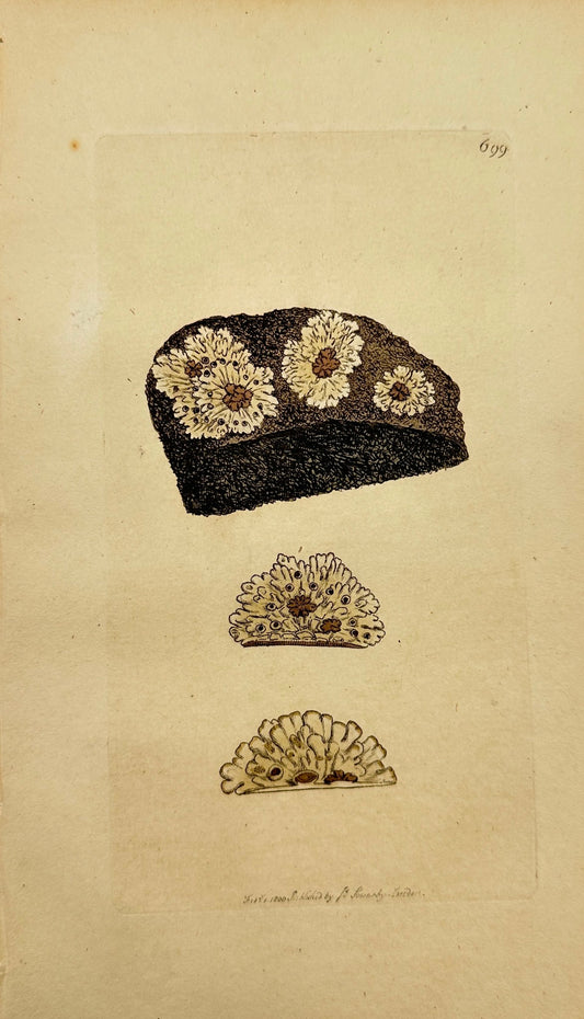 Antique Botanical Print - James Sowerby - Lichen Gelidus - Frosty Lichen - F1