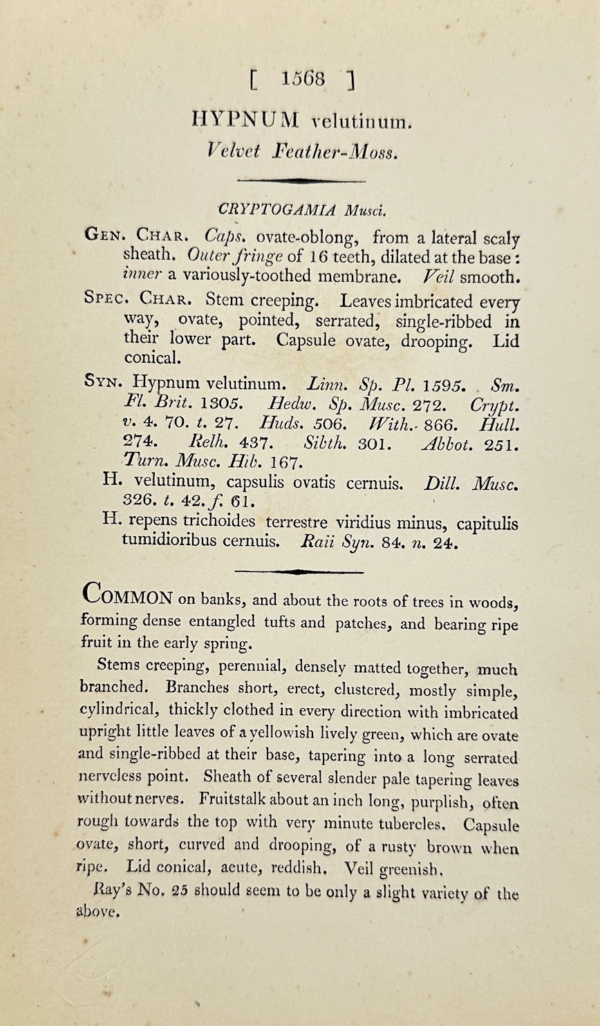 Antique Print - James Sowerby - Hypnum Velutinum - Velvet Feather-Moss - F1