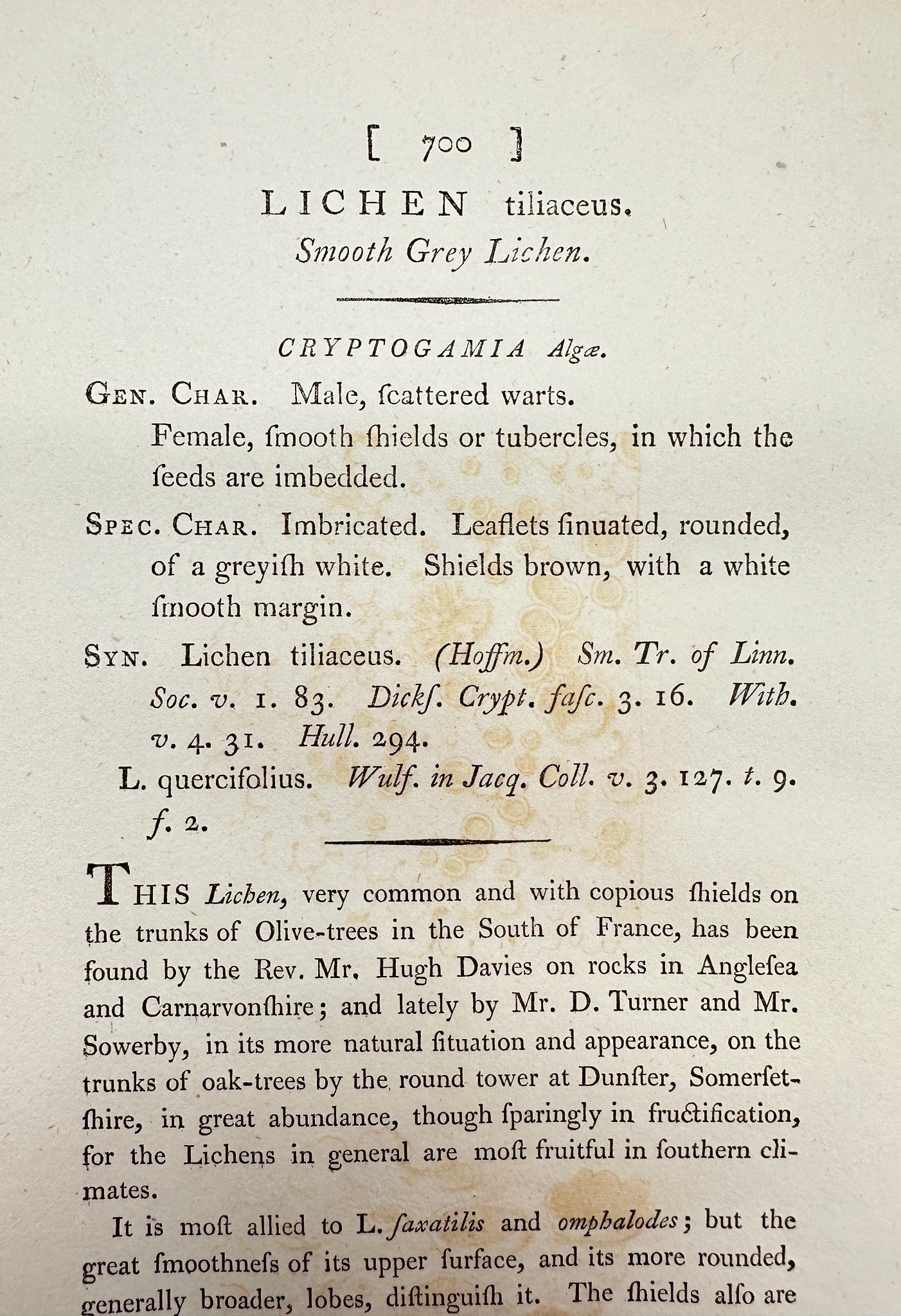 Antique Print - James Sowerby - Lichen Tiliaceus - Smooth Grey Lichen - F1