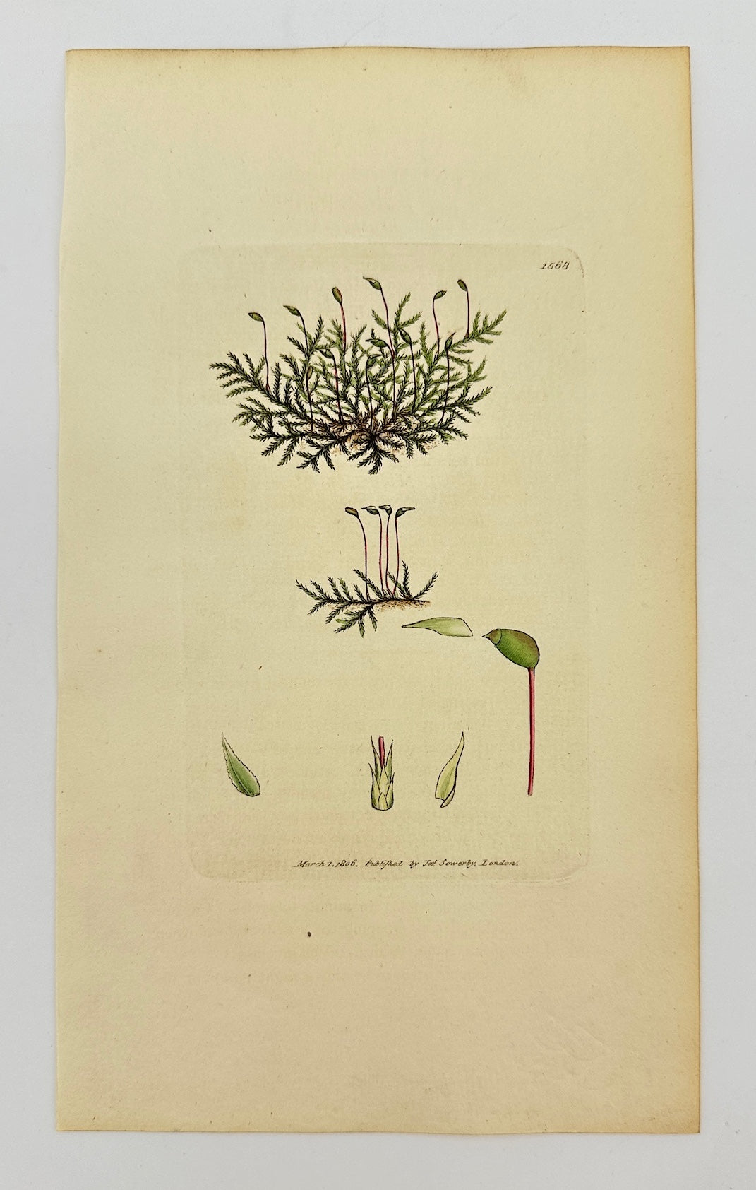 Antique Print - James Sowerby - Hypnum Velutinum - Velvet Feather-Moss - F1