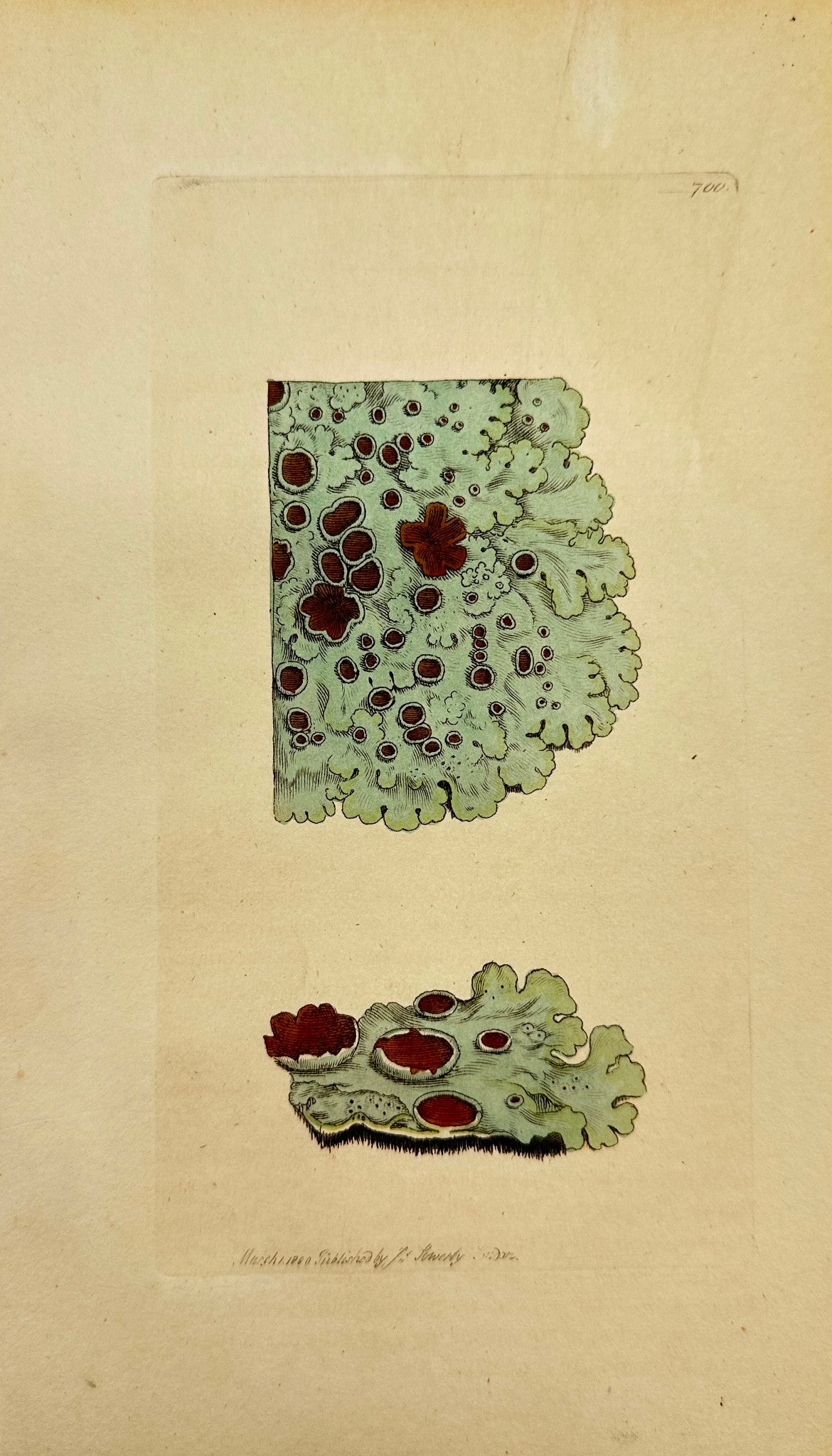 Antique Print - James Sowerby - Lichen Tiliaceus - Smooth Grey Lichen - F1