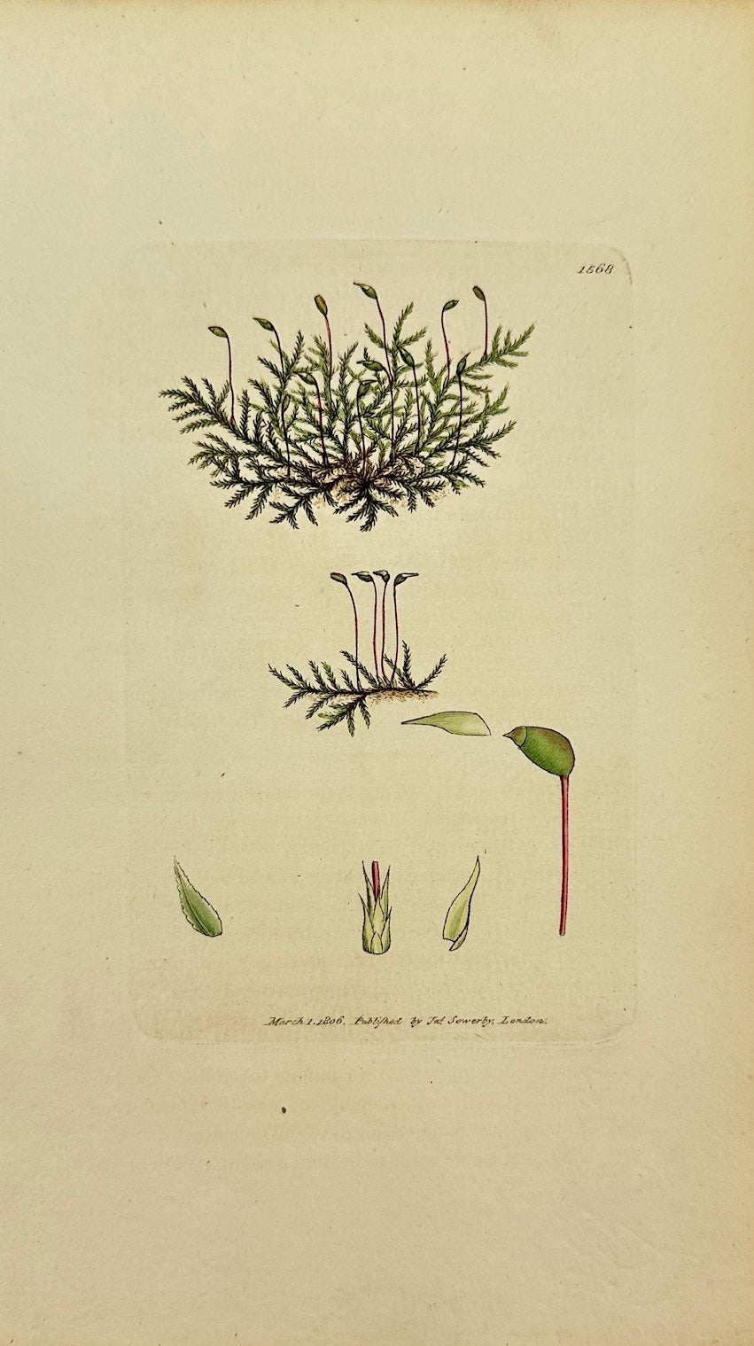 Antique Print - James Sowerby - Hypnum Velutinum - Velvet Feather-Moss - F1