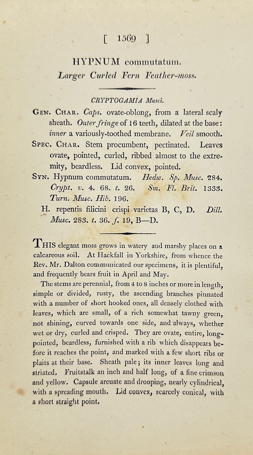 Antique Print - James Sowerby - Hypnum Commutatum - Variable Feather Moss - F1