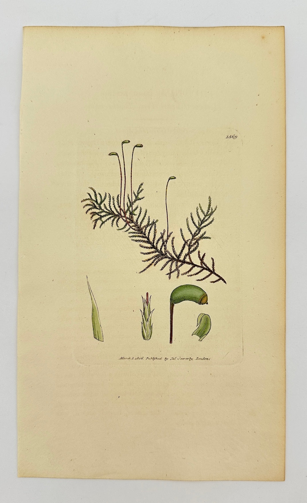 Antique Print - James Sowerby - Hypnum Commutatum - Variable Feather Moss - F1