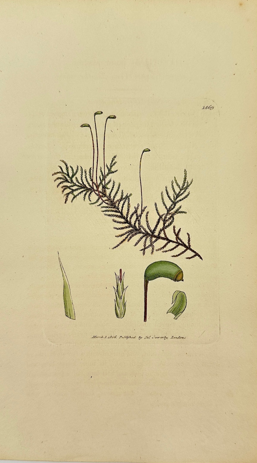 Antique Print - James Sowerby - Hypnum Commutatum - Variable Feather Moss - F1