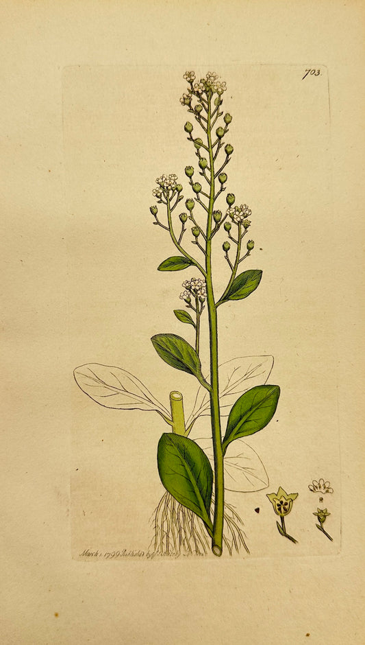 Antique Botanical Print - James Sowerby - Samolus Valerandi - Brook-Weed - F1