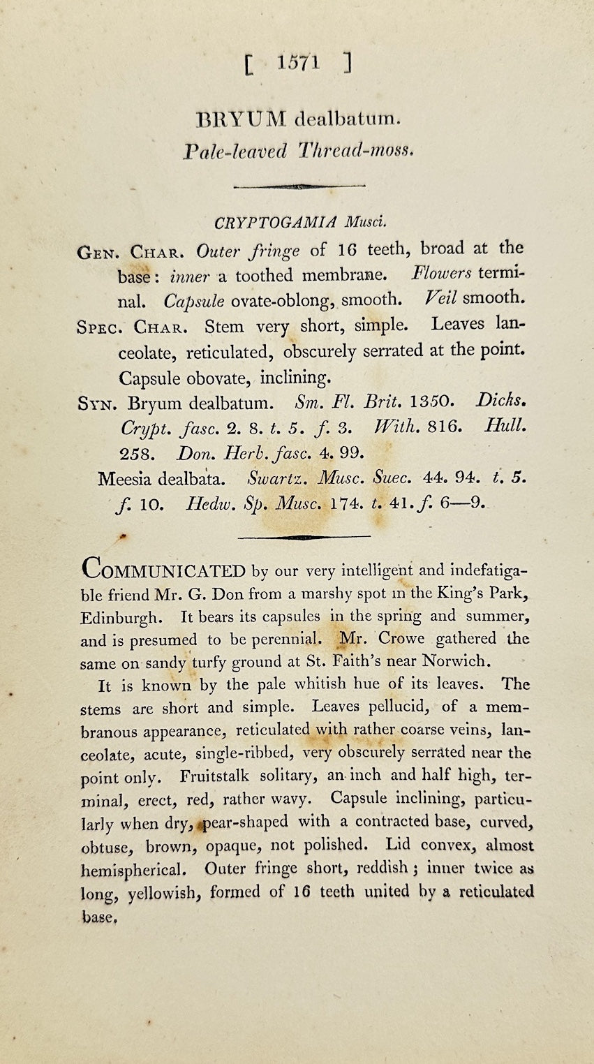 Antique Print - James Sowerby - Bryum Dealbatum - Pale-leaved Thread-moss - F1