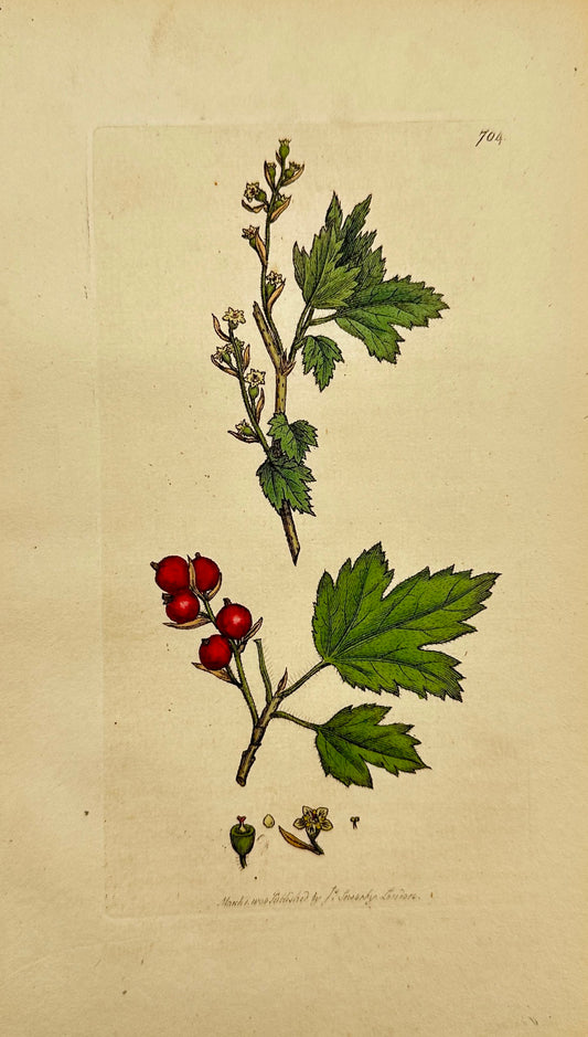 Antique Botanical Print - James Sowerby - Ribes Alpinum - Mountain Currants - F1
