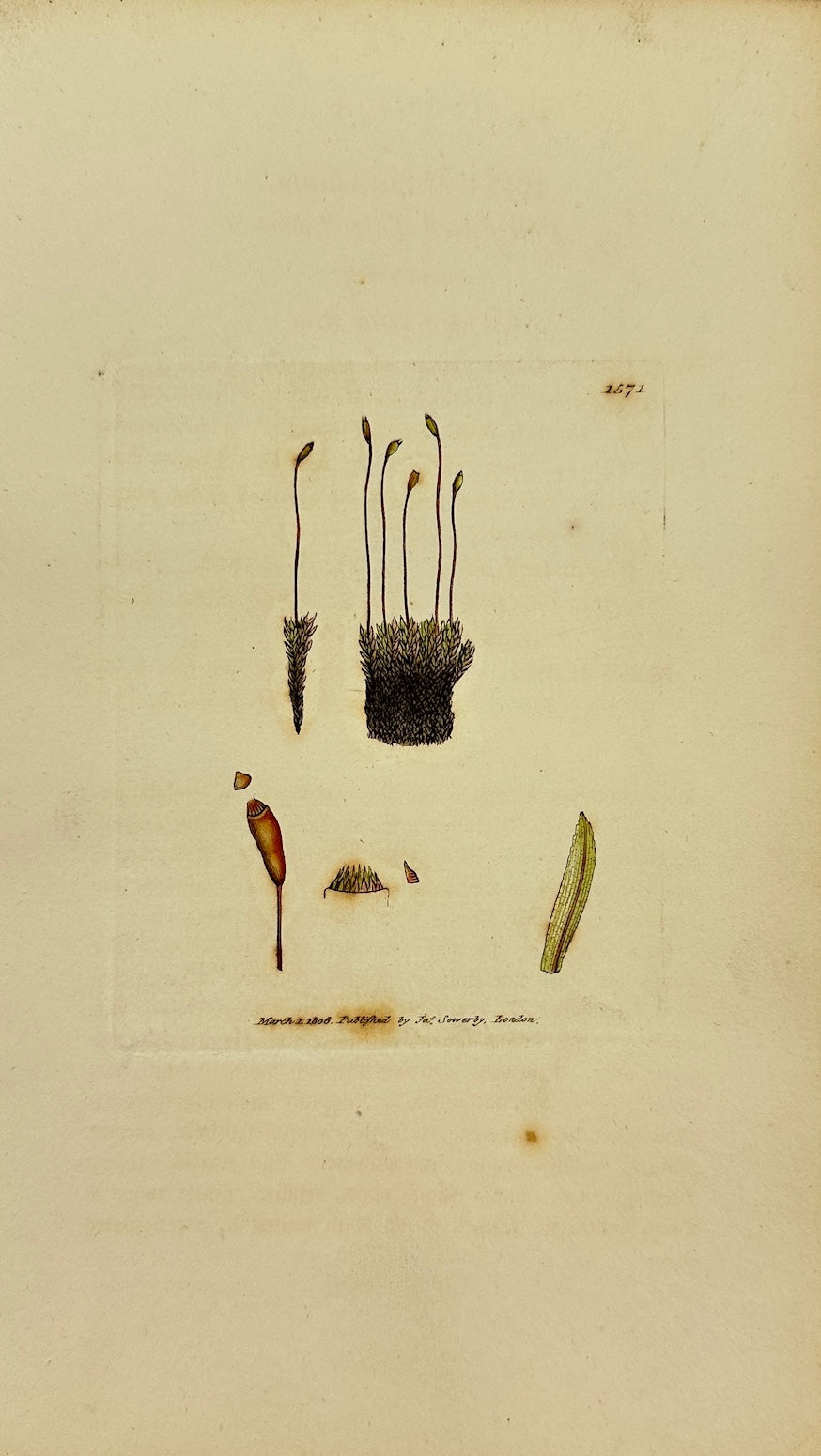 Antique Print - James Sowerby - Bryum Dealbatum - Pale-leaved Thread-moss - F1