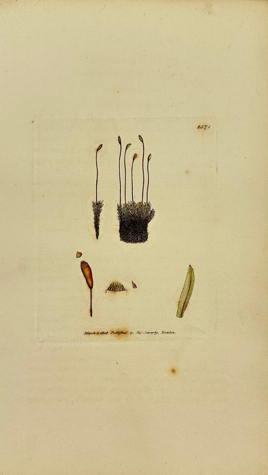 Antique Print - James Sowerby - Bryum Dealbatum - Pale-leaved Thread-moss - F1