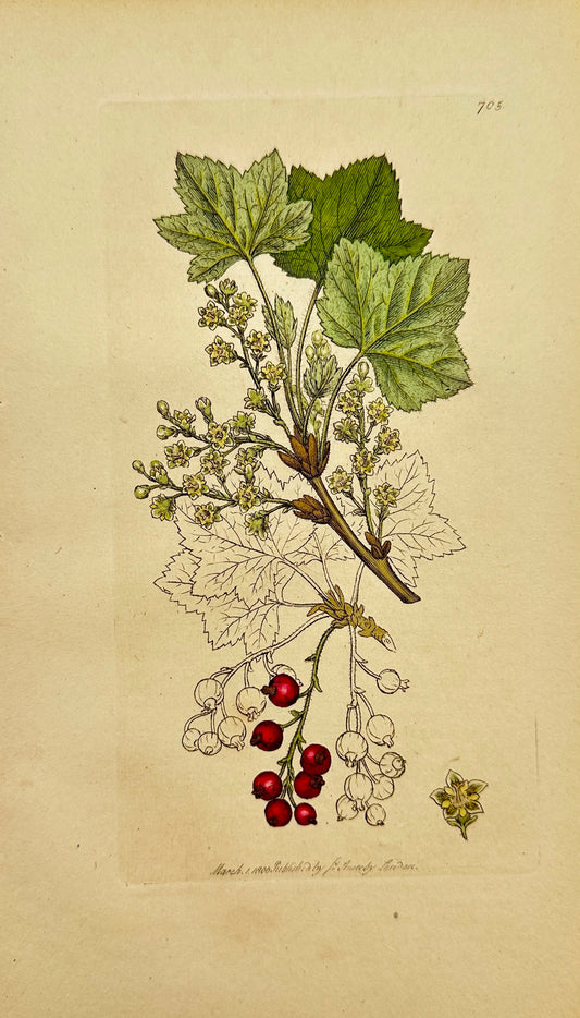 Antique Botanical Print - James Sowerby - Ribes Petraeum - Rock Currants - F1