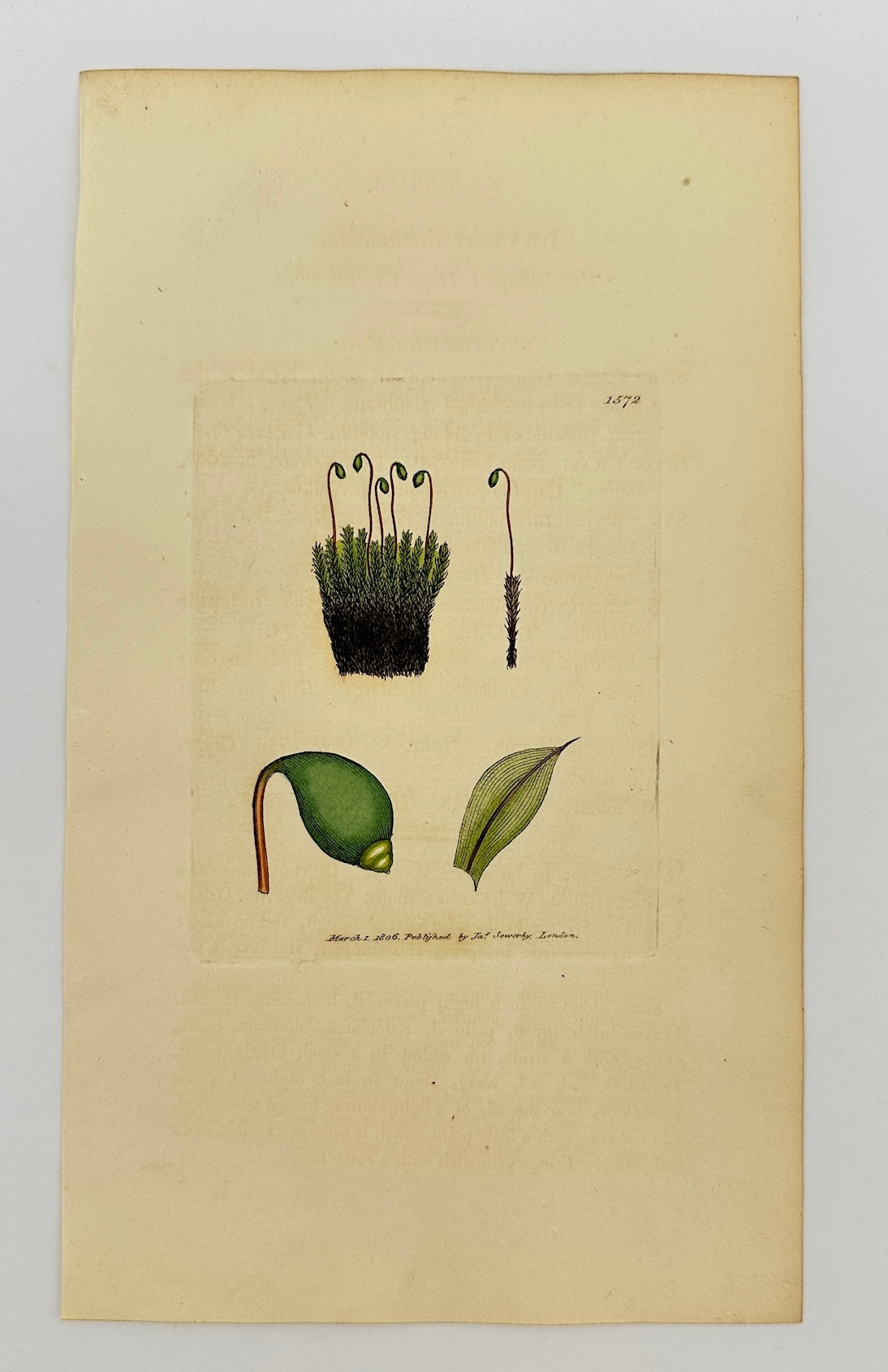 Antique Print - Sowerby - Bryum Turbinatum - Pear-shaped Bog Thread-moss - F1