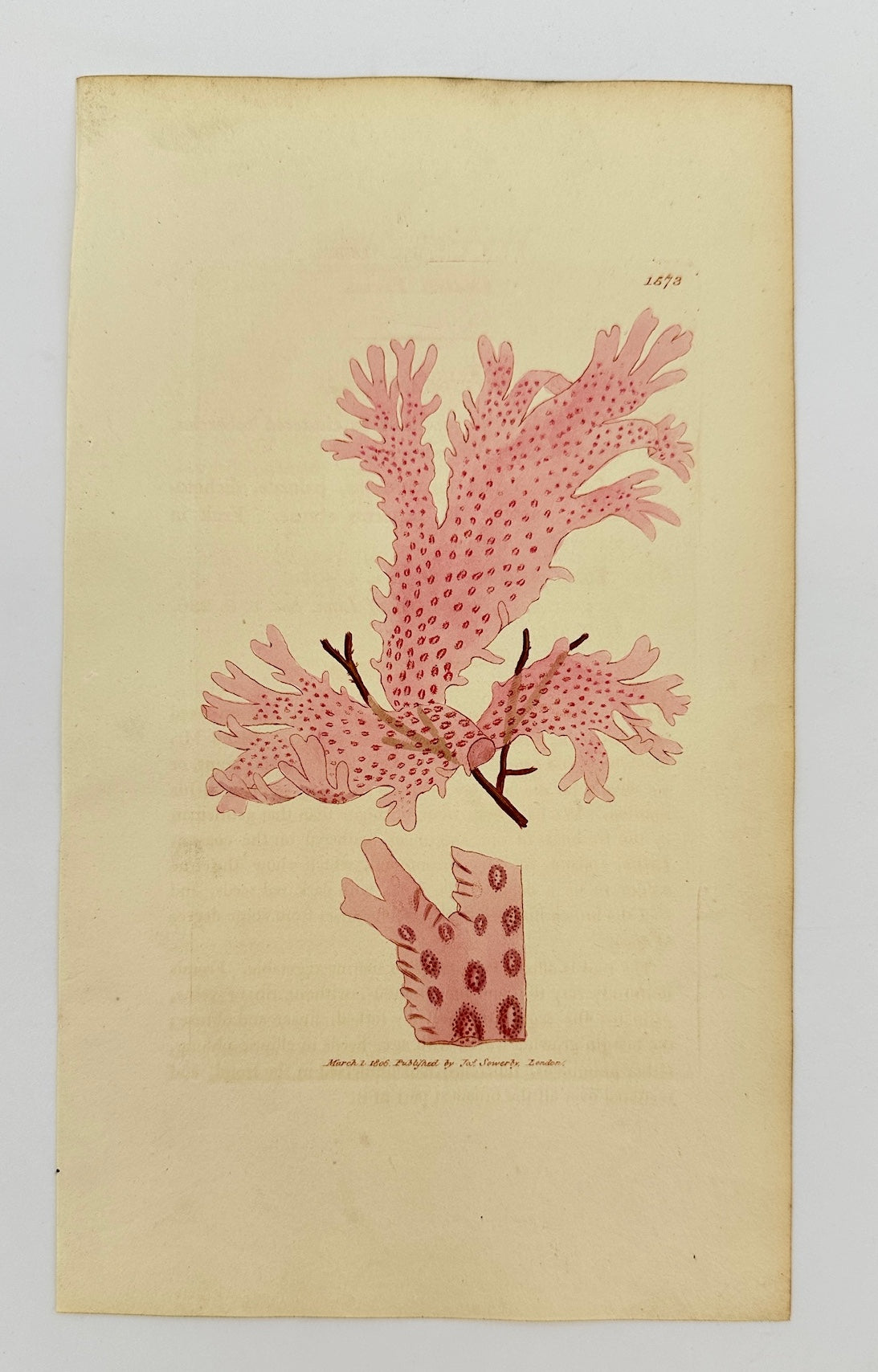 Antique Botanical Print - James Sowerby - Fucus Punctatus - Dotted Fucus - F1