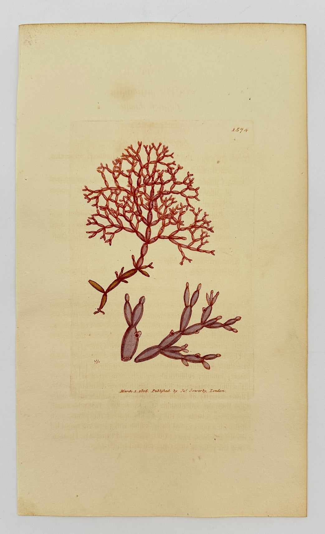 Antique Botanical Print - James Sowerby - Fucus Articulatus - Jointed Fucus - F1