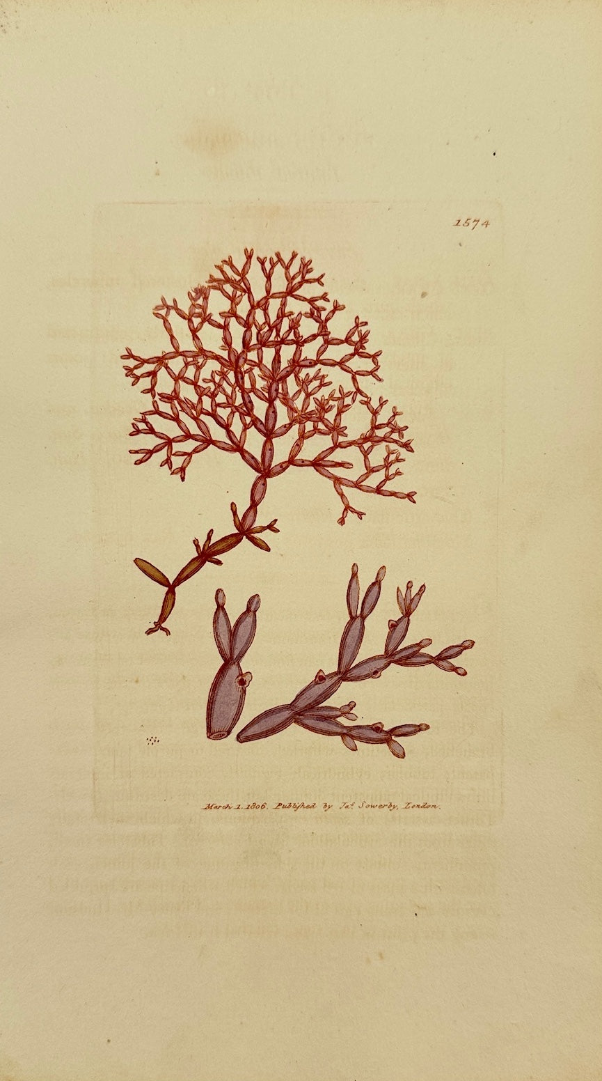 Antique Botanical Print - James Sowerby - Fucus Articulatus - Jointed Fucus - F1