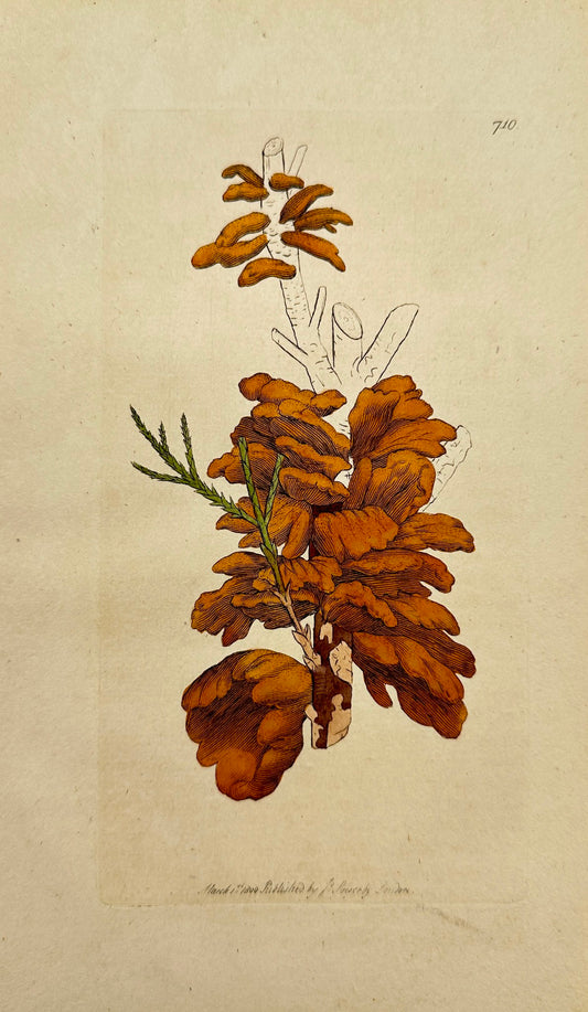 Antique Botanica Print - James Sowerby - Tremella Sabinae - Savine Tremella - F1
