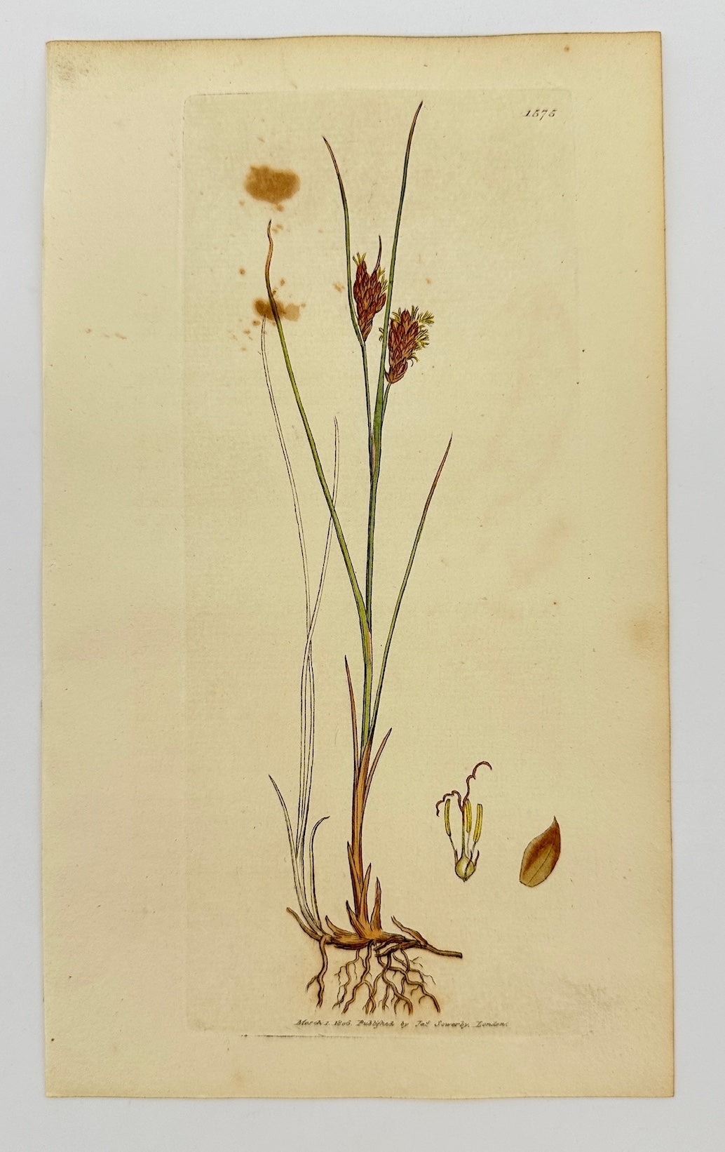 Antique Botanical Print - James Sowerby - Schenus Fuscus - Brown Bog-rush - F1