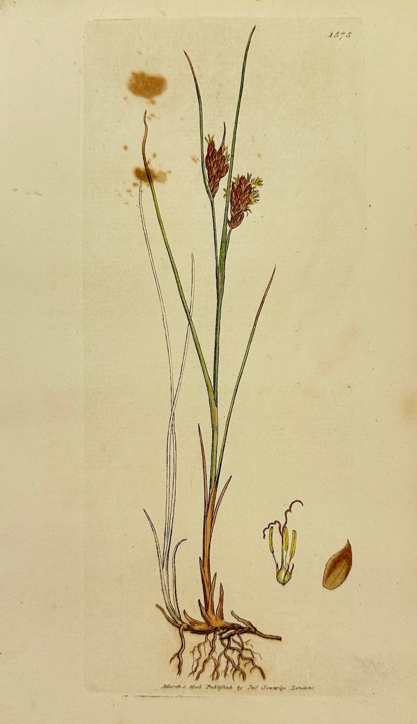 Antique Botanical Print - James Sowerby - Schenus Fuscus - Brown Bog-rush - F1