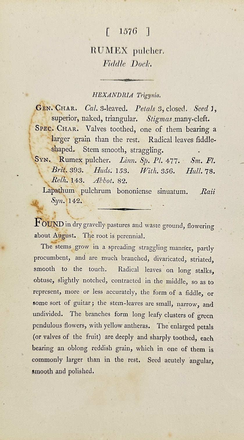 Antique Botanical Print - James Sowerby - Rumex Pulcher - Fiddle Dock - F1