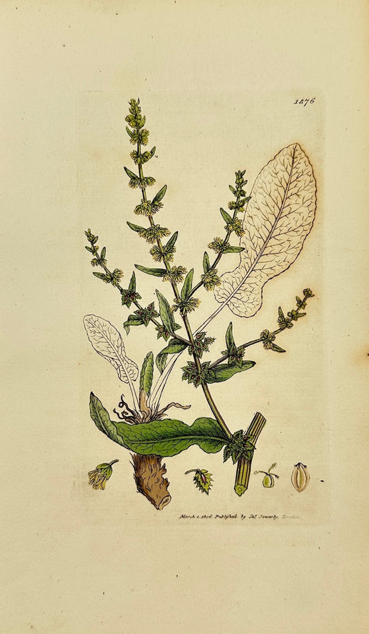 Antique Botanical Print - James Sowerby - Rumex Pulcher - Fiddle Dock - F1