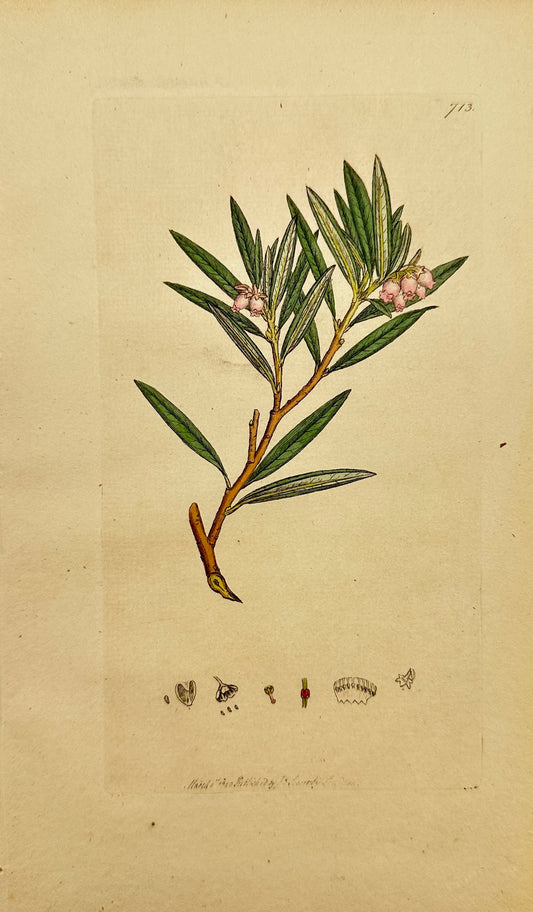 Antique Print - James Sowerby - Andromeda Polifolia - Marsh Andromeda - F1