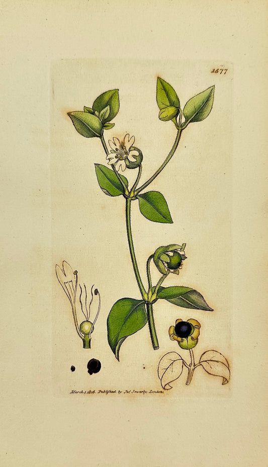 Antique Print - Sowerby - Cucubalus Baccifer - Berry-bearing Chickweed - F1