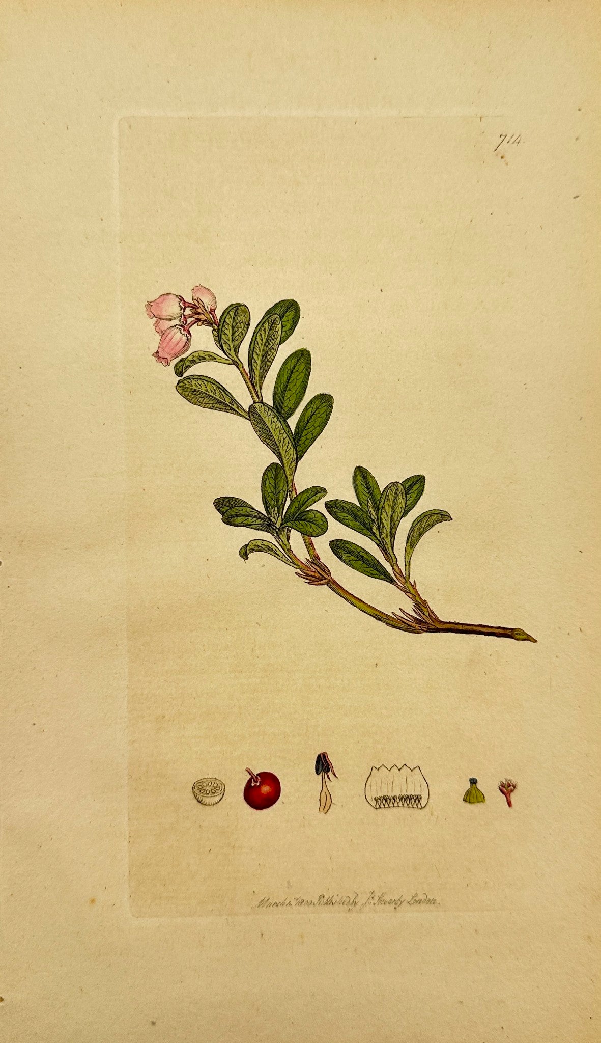 Antique Print - James Sowerby - Arbutus Uva-ursi - Red Trailing Arbutus - F1