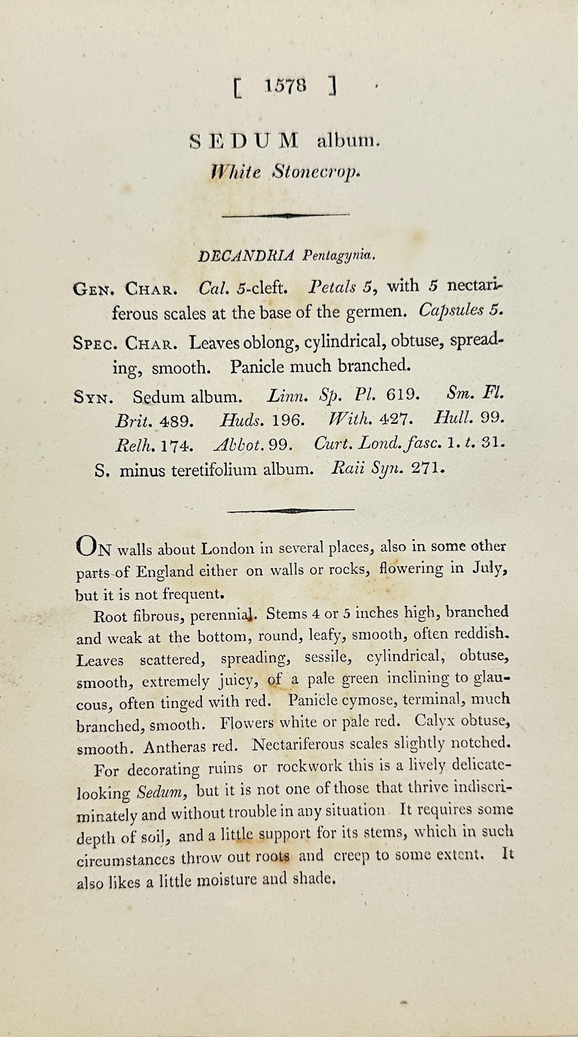 Antique Botanical Print - James Sowerby - Sedum Album - White Stonecтор - F1