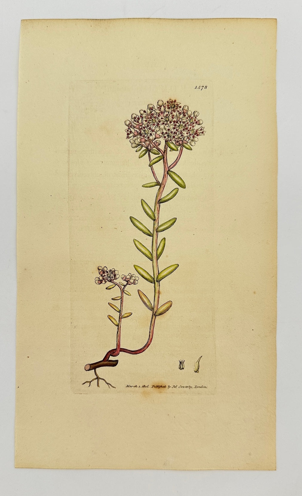 Antique Botanical Print - James Sowerby - Sedum Album - White Stonecтор - F1